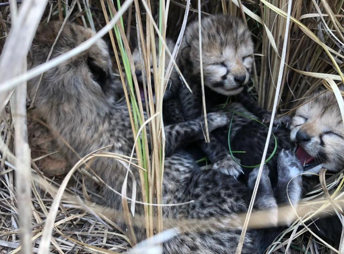 2 more cheetah cubs die in Kuno National Park