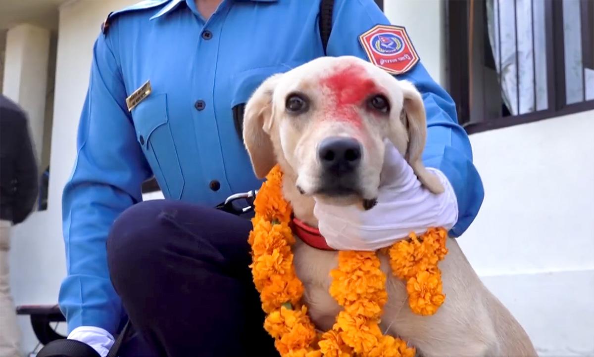 It's Dogs Day Afternoon In Japan, Nepal - Rediff.com Get Ahead