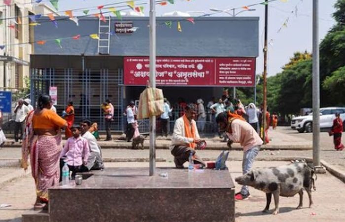 Pigs roam outside the hospital. Pic: Reuters