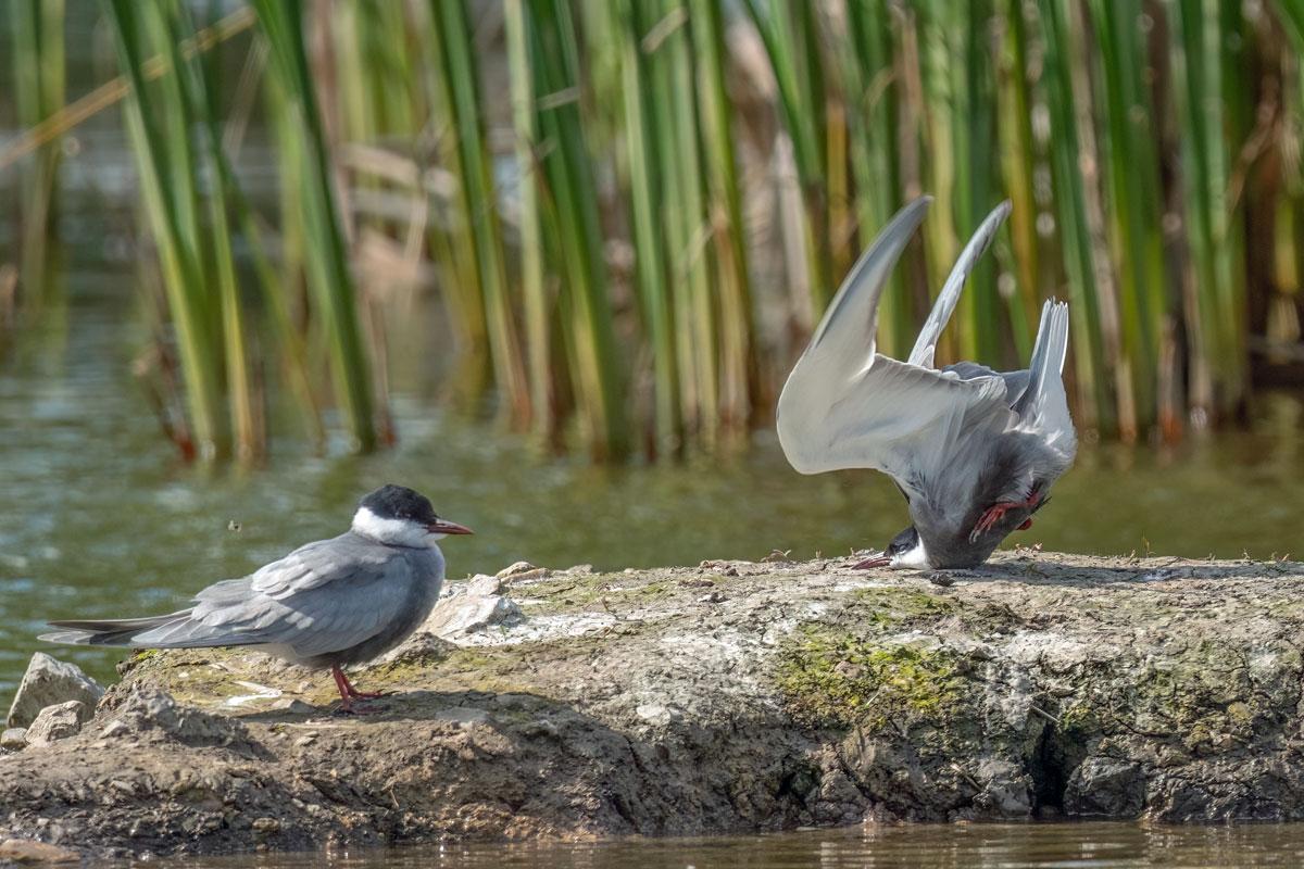 Damyan Petkov's Tern Crash