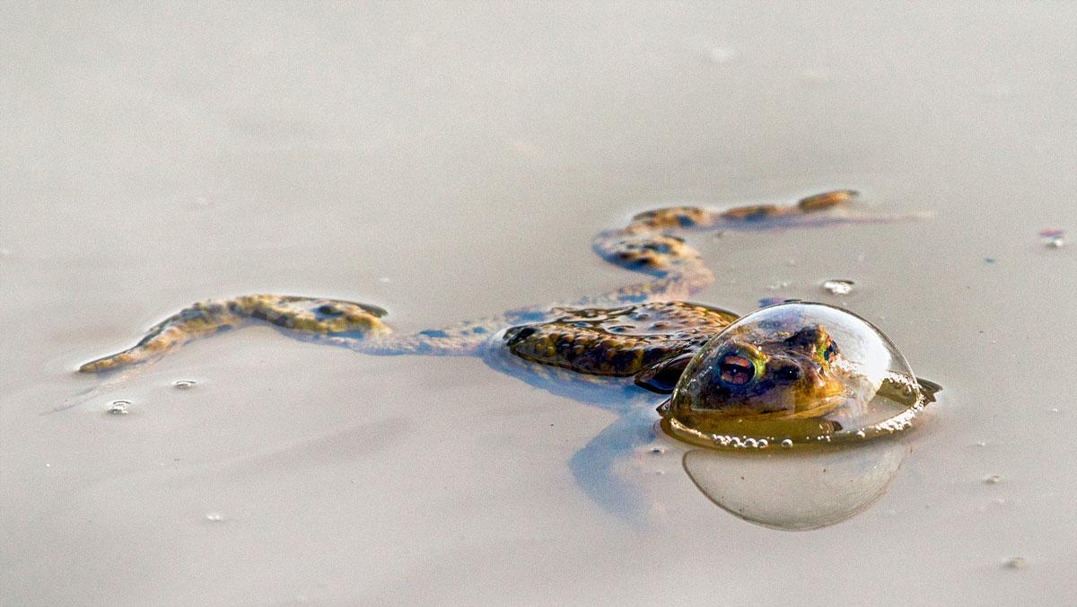 Frog in a balloon by Eberhard Ehmke