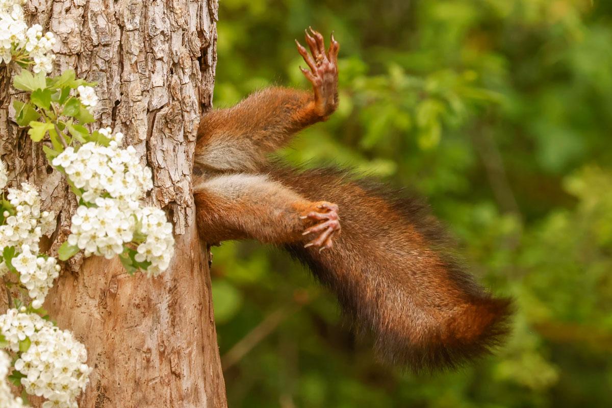 Milko Marchetti's Stuck Squirrel