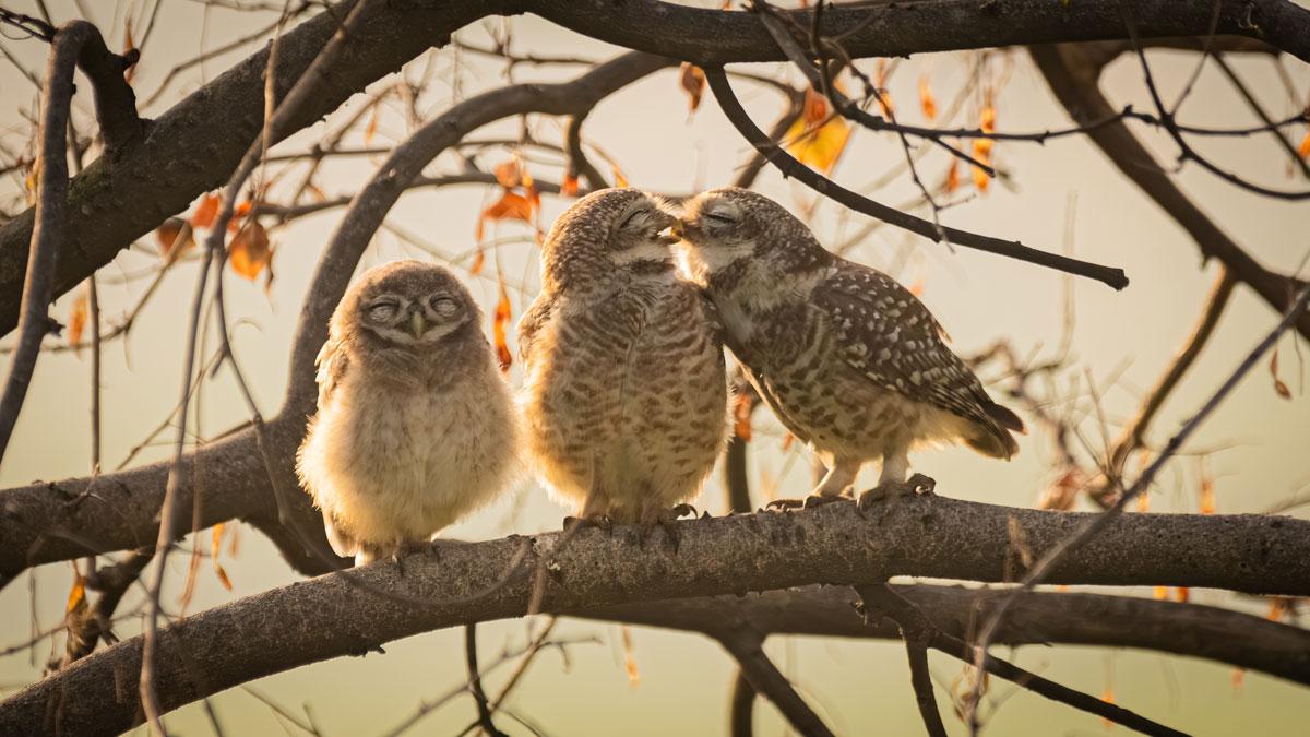 Sarthak Ranganadhan's Smooching owlets