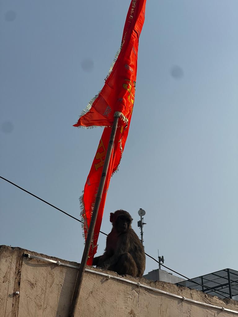 A monkey near a saffron flag in Ayodhya