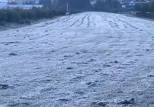 Frost forms on plants and roads in Ooty, Tamil Nadu on Sunday/ANI on X