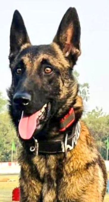 Phantom, the army dog