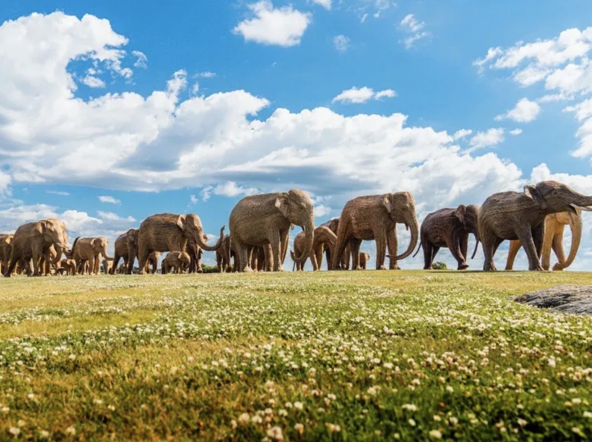 100 Indian Elephants March To New York