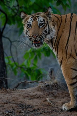 A tigress from Bandhavgarh