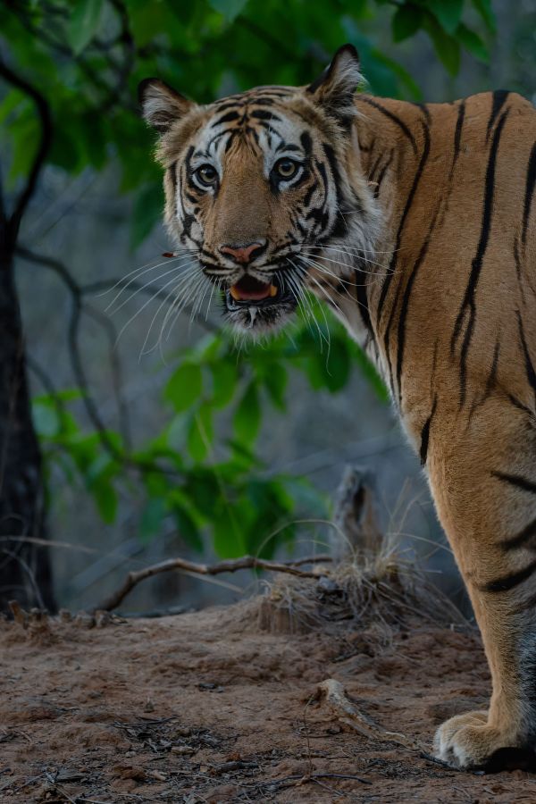 A tigress from Bandhavgarh