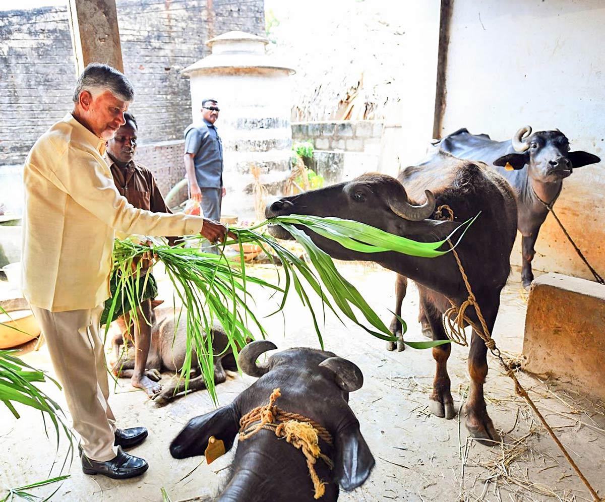 Andhra Pradesh Chief Minister N Chandrababu Naidu feeds a buffalo Andhra Pradesh Chief Minister N Chandrababu Naidu feeds a buffalo