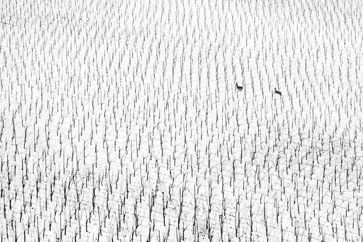 Marusa Puhek, Slovenia - Gold Winner and grand prize of WORLD NATURE PHOTOGRAPHER OF THE YEAR