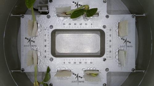 Cowpea seedlings sprout first leaves in space/Courtesy ISRO on X