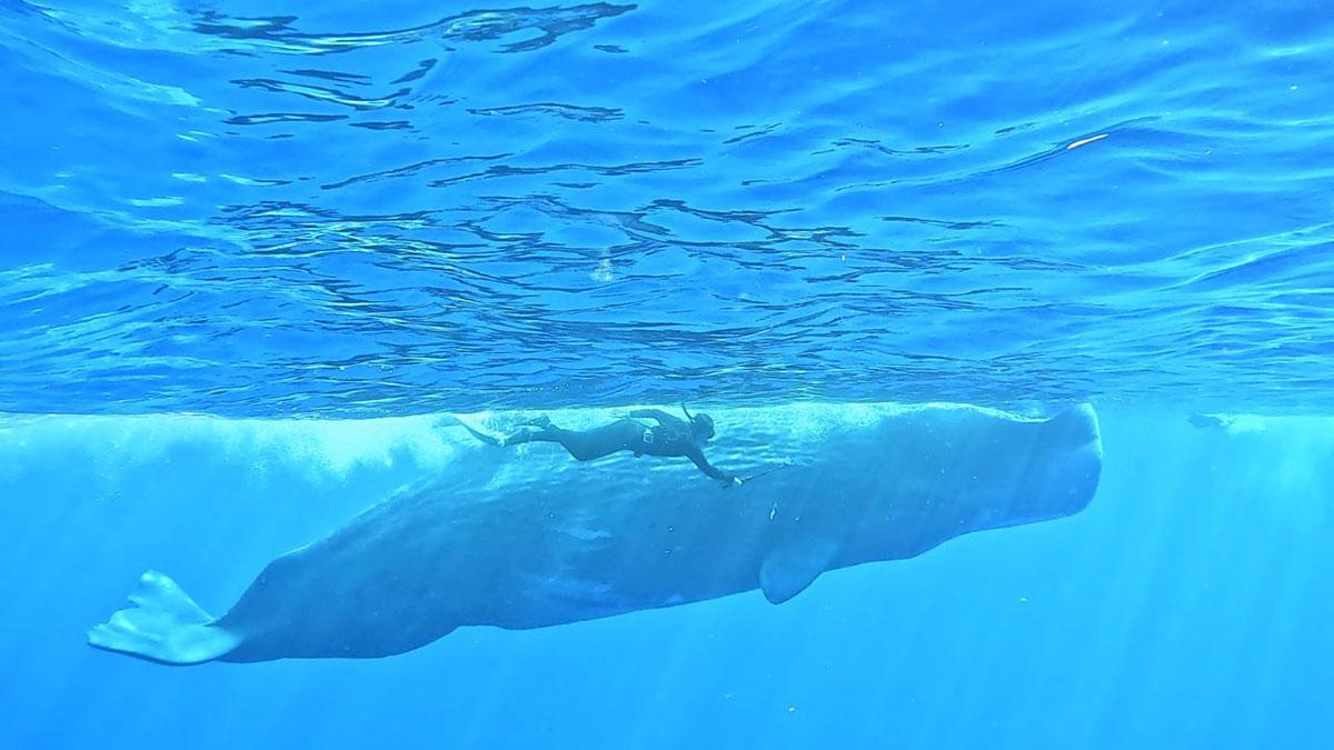 A deep sea diver, Meghana alongside a giant whale