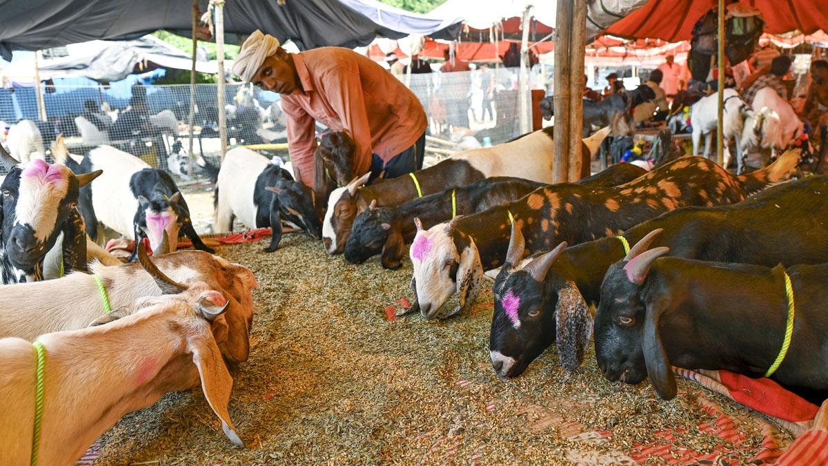 rediff.com - Rediff News - Nod for religious animal slaughter at 109 designated locations for Bakri Eid: BMC