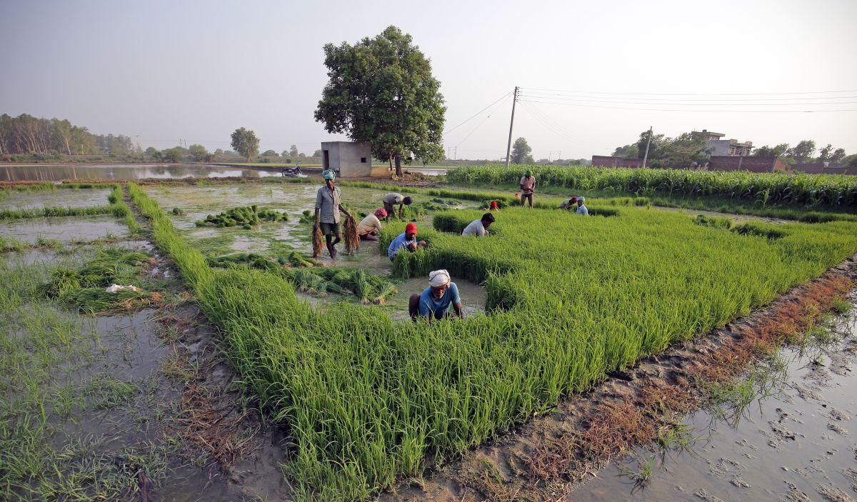 'Gen Zs Are Not Interested In Farming'