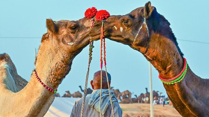 Pushkar Camel Fair 2025 Pushkar Camel Fair 2025