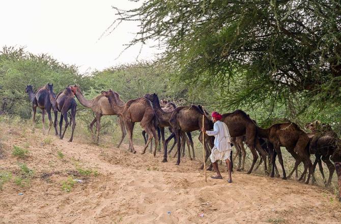 Pushkar Camel Fair 2025 Pushkar Camel Fair 2025