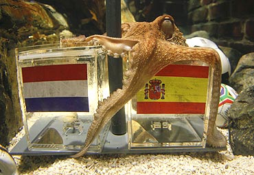 Two year-old octopus Paul predicts Spain's victory over The Netherlands