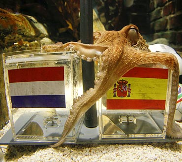 Paul the oracle octopus