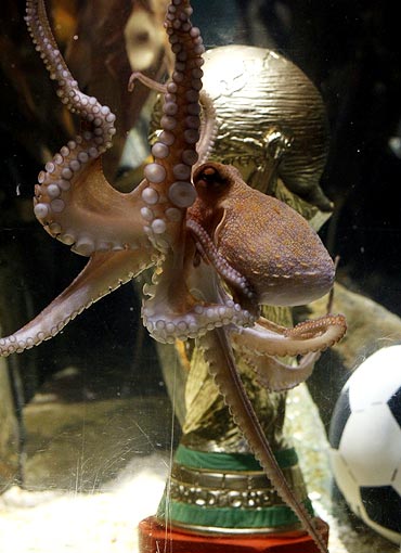 Paul the oracle octopus