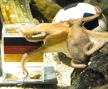 Paul, an octopus predicts Germany's victory
