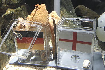 Paul, the octopus had predicted Germany's victory over England