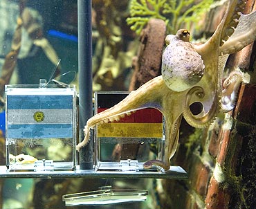 Paul, the octopus predicts Germany's victory over Argentina