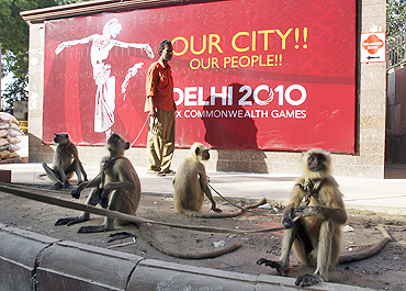 Langur monkeys sit on a pavement near Major Dhyan Chand National Stadium in New Delhi