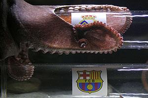 An octopus named Iker predicts the winner of the Champions League semi-final match between Real Madrid and Barcelona, to be played on May 3, by choosing a sardine from a glass cylinder decorated with Real Madrid's badge