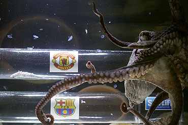 An octopus named Iker predicts Manchester United's victory against Barcelona in their Champions League final