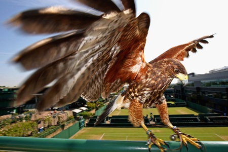 Rufus the Hawk keeps watch at the All England Club at Wimbledon