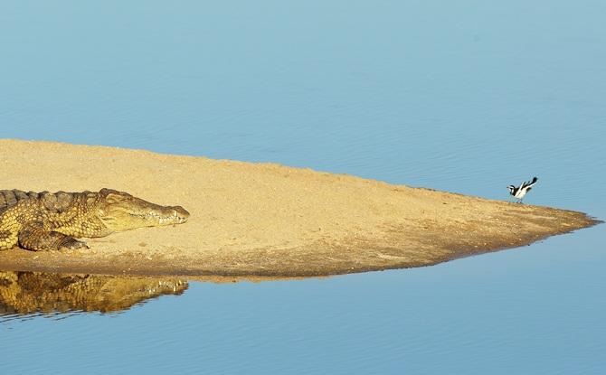 A crocodile watches a bird 