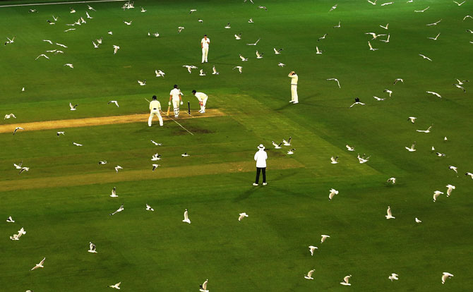 Hundreds of seagulls fly over the pitch as Tasmania bat during Day 2 of the Sheffield Shield match against Victoria at the Melbourne Cricket Ground in Melbourne, Australia, on October 26