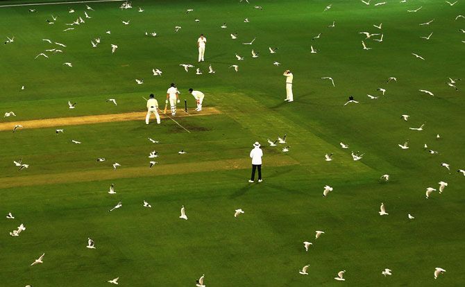Hundreds of seagulls fly over the pitch as Tasmania bat during Day 2 of the Sheffield Shield match against Victoria at the Melbourne Cricket Ground in Melbourne, Australia, on October 26