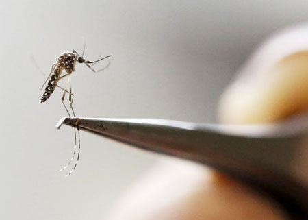 An Aedes Aegypti mosquito is seen in a lab of the International Training and Medical Research Training Center (CIDEIM) in Cali, Colombia