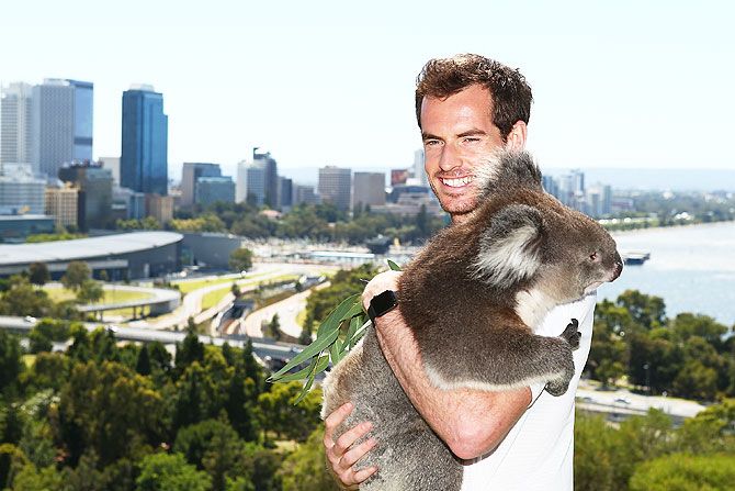 Great Britain's Andy Murray poses with Sunshine the Koala at Kings Park in Perth, on December 31, 2015