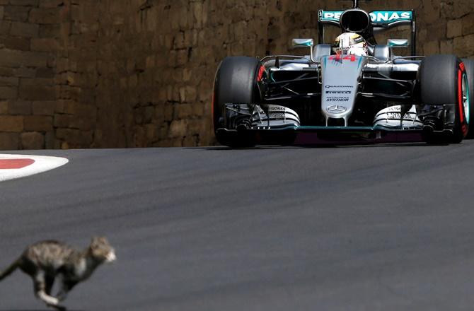 A cat crosses the track in front of Mercedes Formula One driver Lewis Hamilton