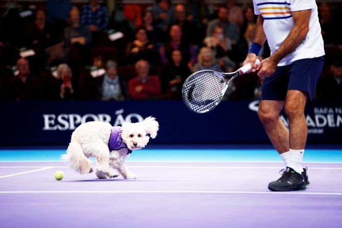 A dog from the charity 'Canine Partners' acts as a ball boy during the Champions Tennis doubles match