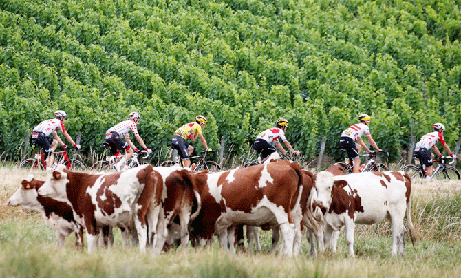 The peloton, with Trek-Segafredo rider Giulio Ciccone of Italy wearing the overall leader's yellow jersey, pass a field with cows at the 230-km Stage 7 from Belfort to Chalon-sur-Saone on July 12