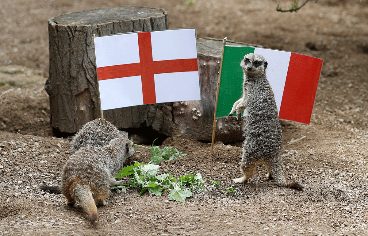 Meerkats play alongside England and Italy flags at ZSL London Zoo in London on Thursday.